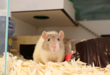 Kennels, cages and enclosures need to be cleaned and well managed