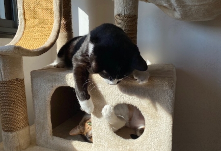 Playtime helps while away the time waiting for a new home