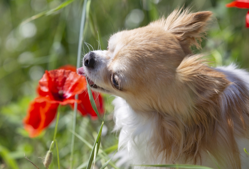 chihuahua-in-nature-2021-08-26-17-36-59-utc