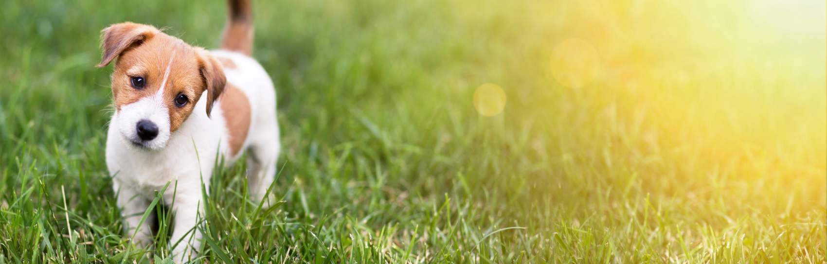AdobeStock_211295843a