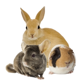 Guinea pig rabbit and chinchilla