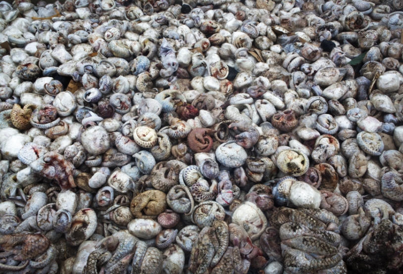 Pangolin massacre