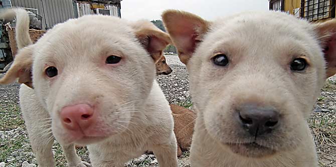 Pups
