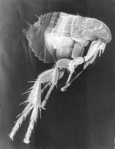 Scanning_Electron_Micrograph_of_a_Flea COPY CDC
