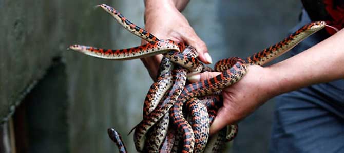Snakes
