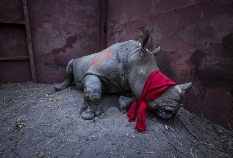 White rhino translocation