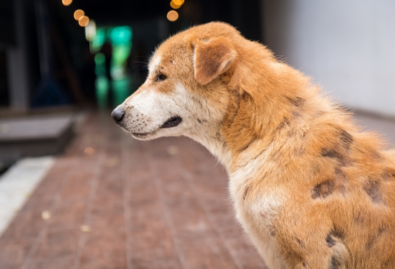 a-brown-stray-dog-skin-disease-leprous-homeless-d-2022-11-01-00-18-57-utc