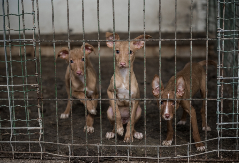 abandoned-dogs-in-a-cage-2021-08-26-18-03-13-utc