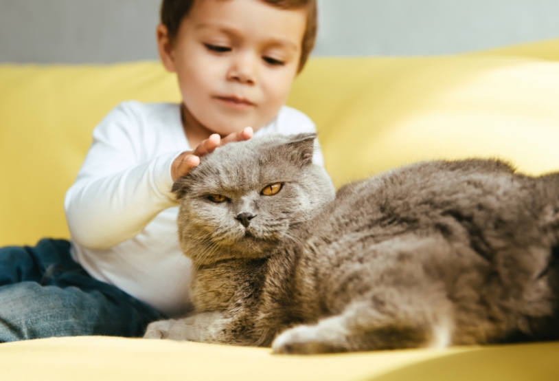 adorable-boy-petting-scottish-fold-cat-and-on-yell-2022-12-16-15-58-34-utc