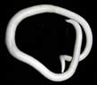 ascaris_lumbricoides-cdc-division-of-parasites