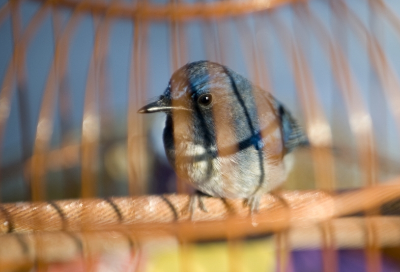 bird-in-cage-2021-08-26-18-00-54-utc