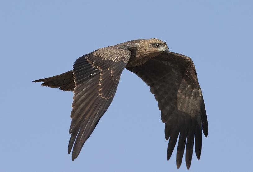 black-kite-milvus-migrans-2021-08-27-15-52-24-utc