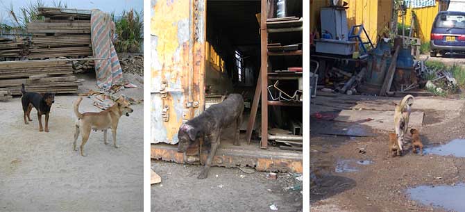 construction-site-dogs