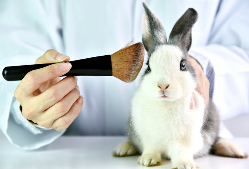 cosmetics-test-on-rabbit-animal-2022-11-09-14-58-12-utc