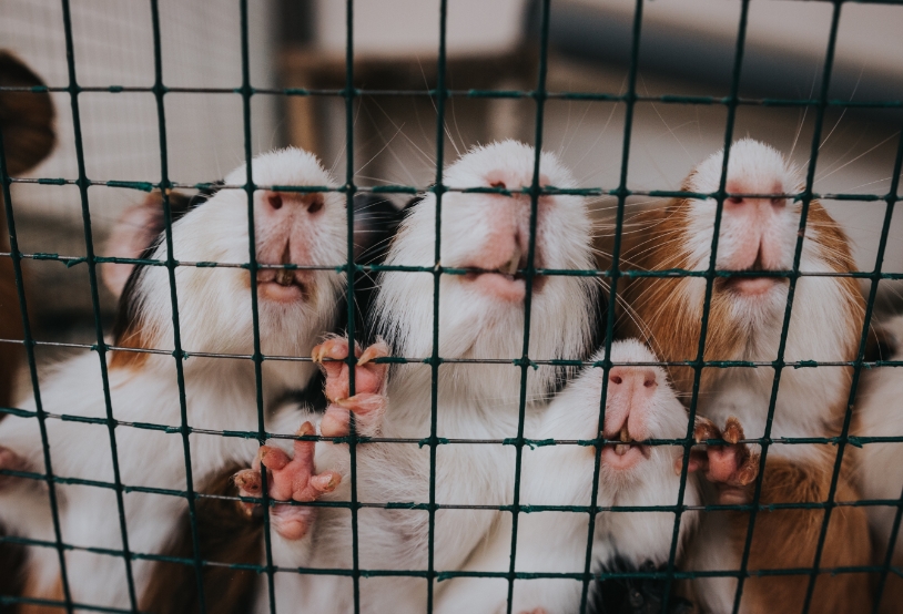 cute-guinea-pigs-2022-11-10-21-46-36-utc