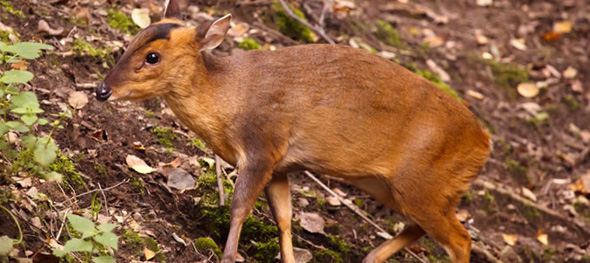 deer