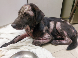 demodex_dog