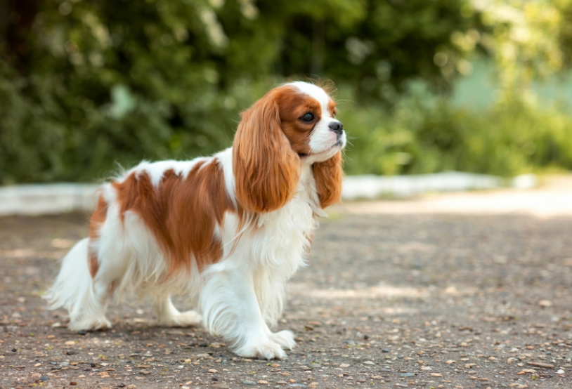 dog-cavalier-king-charles-spaniel-for-a-walk-in-su-2022-11-12-08-52-55-utc