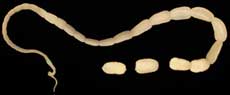 dog-tape-worm-courtesy-cdc