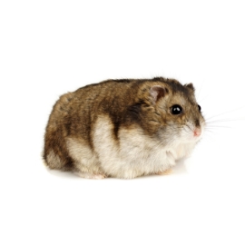 dwarf-hamster-2021-08-26-15-50-30-utc