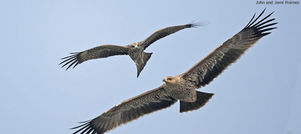 eagle-kite