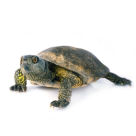 european-pond-turtle-2022-07-15-18-48-11-utc