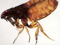 flea