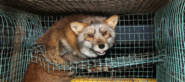 fur-trade