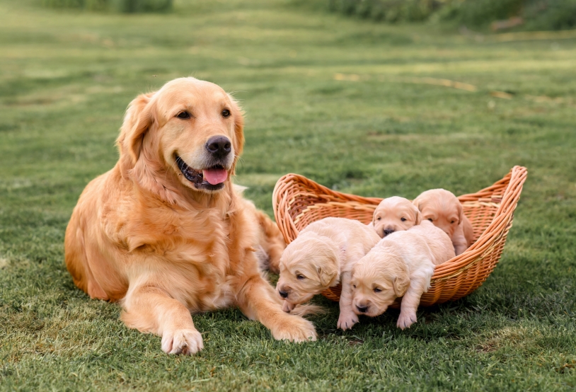 golden-retriever-dog-with-newborn-golden-retriever-2022-11-12-08-53-11-utc