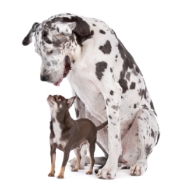 great-dane-harlequin-and-a-chihuahua-2021-09-01-22-05-20-utc