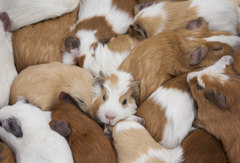 guinea-pigs-2022-11-14-02-05-34-utc