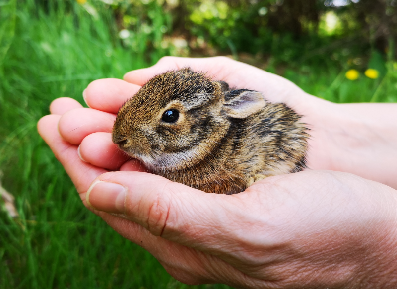 hands-holding-a-baby-rabbit-rescued-from-predatori-2022-11-15-20-53-10-utc