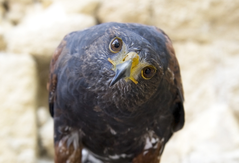 harris-s-hawk-2021-08-26-17-36-01-utc