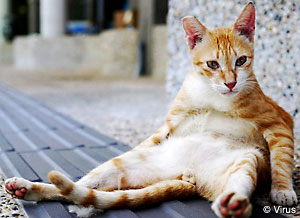 healthy-cat