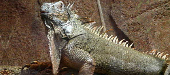 iguana