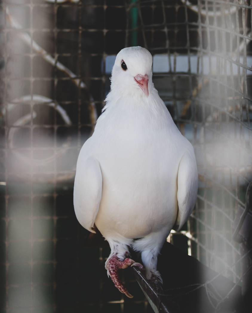 ivan-borinschi-HtlPQ9mIeZc-unsplash