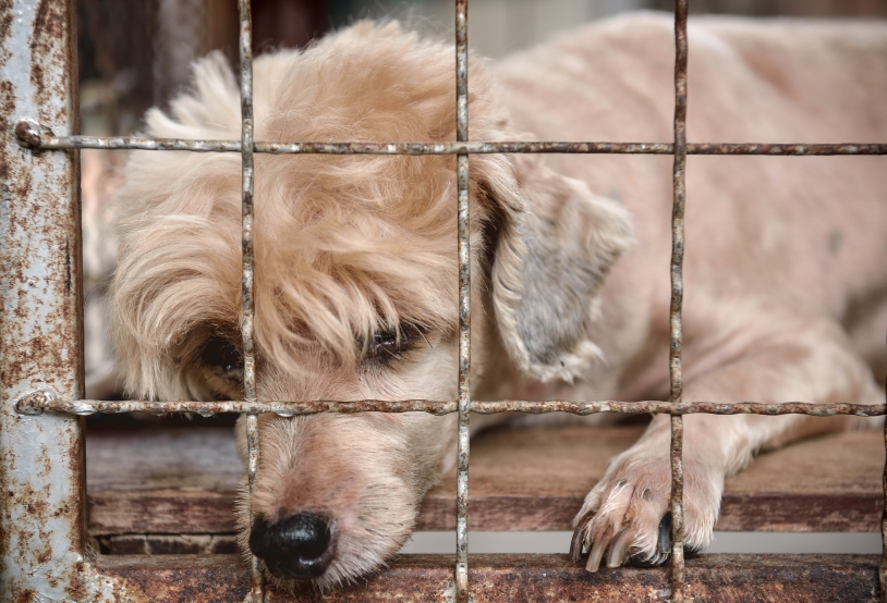 lonely-old-dog-in-cage-2021-09-03-19-06-26-utc