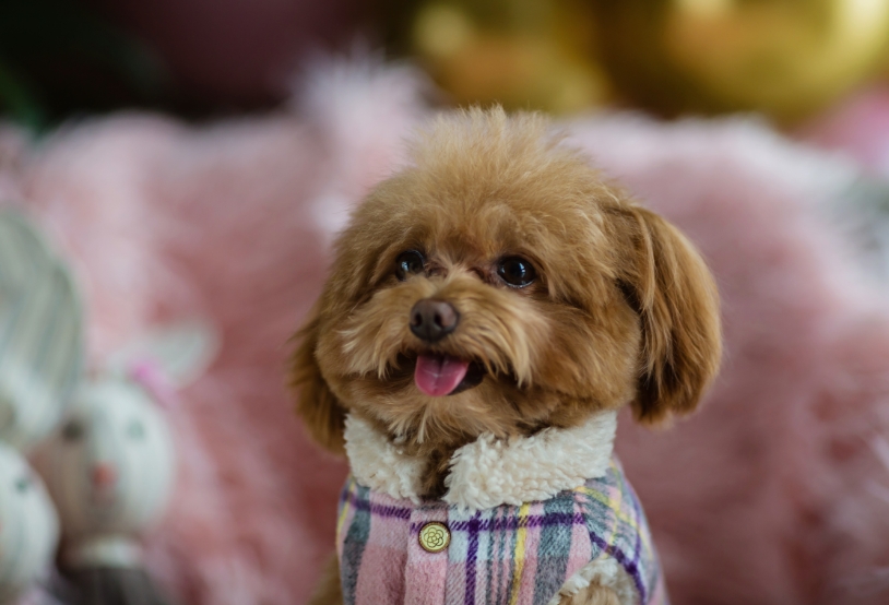 mini-toy-teacup-poodle-in-clothes-sitting-at-home-2023-02-08-18-26-36-utc