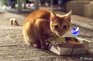 owned-cat