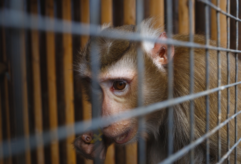 portrait-of-a-sad-monkey-in-a-cage-2021-09-02-01-01-57-utc