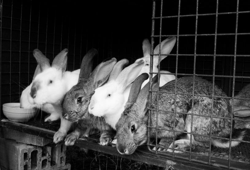 rabbits-in-cage-black-and-white-2022-11-08-00-04-24-utc