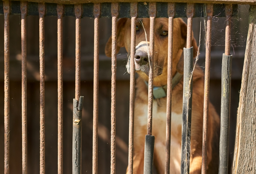sad-brown-dog-behind-the-fence-alone-holmeless-do-2022-12-16-12-50-56-utc