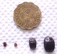 ticks