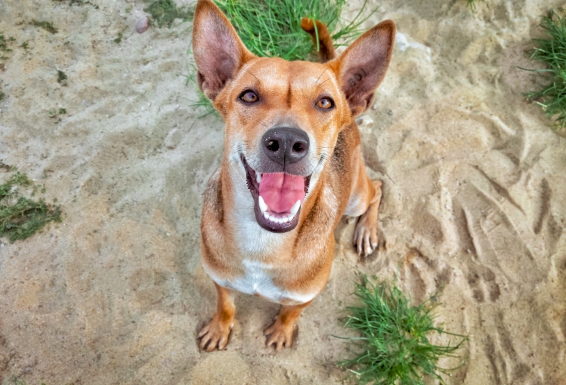 top-view-of-mongrel-dog-is-smiling-and-looking-at-2022-09-21-18-26-48-utc