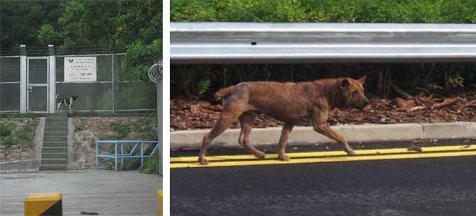 truly-feral-dogs670x305
