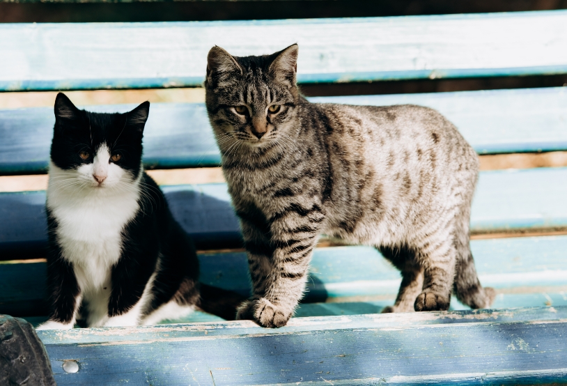 two-cats-sit-on-a-park-bench-a-grey-and-a-black-a-2021-08-30-02-18-22-utc
