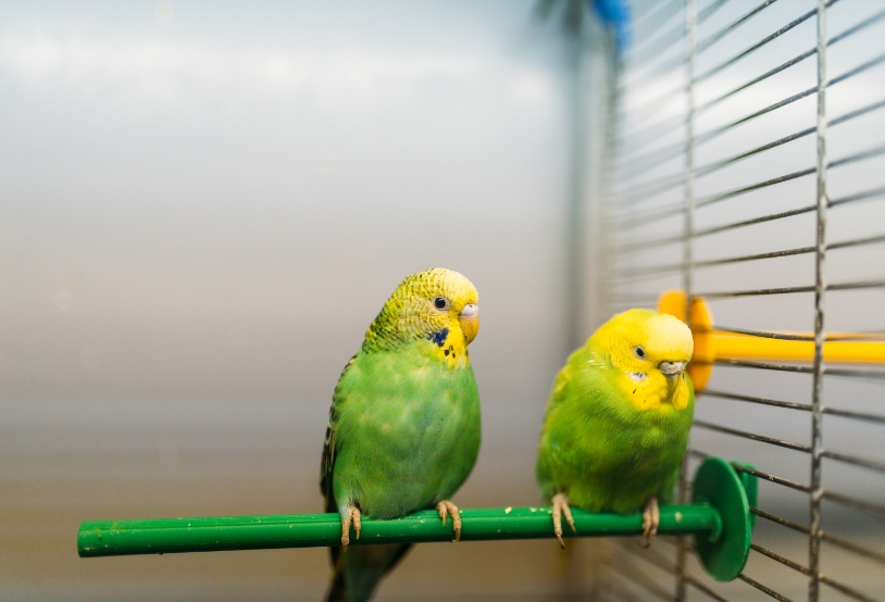 two-parrots-sitting-on-a-stick-in-pet-shop-2021-08-26-16-26-07-utc