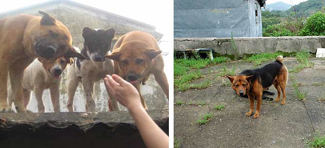 village-dogs-670x305