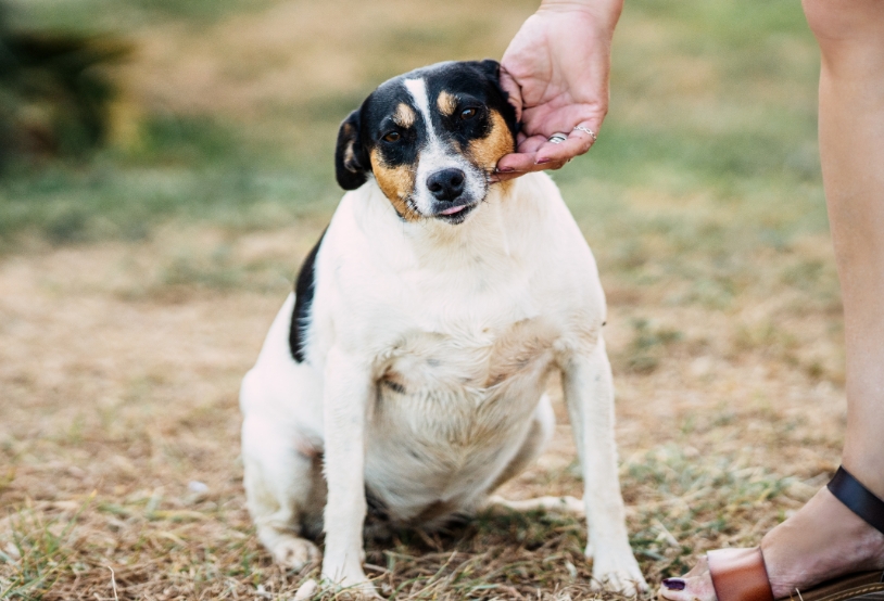 woman-stroking-a-small-breed-dog-sitting-in-a-park-2022-05-06-02-21-32-utc