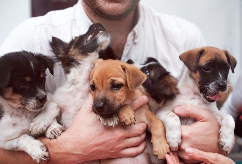 young-man-holding-5-puppies-in-his-hands-cute-gog-2022-03-30-20-23-39-utc